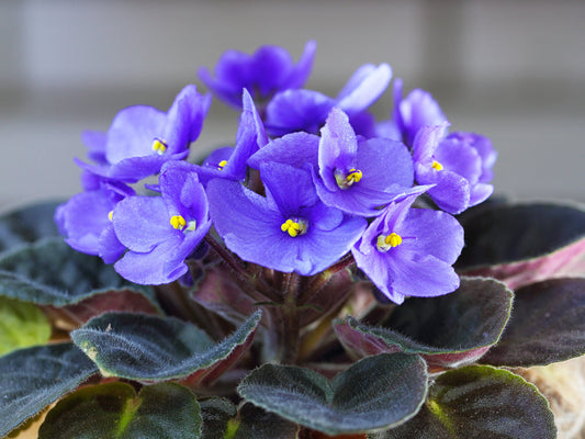 Cluster of vibrant purple African violet flowers with fuzzy dark green leaves, viewed up close in soft natural light.