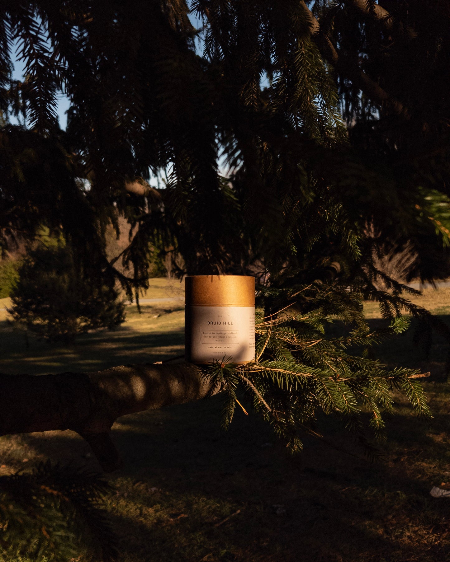 Druid Hill Candle package sitting on the bough of a pine tree inside Druid Hill park.