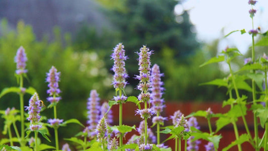 Patchouli Flower in a field