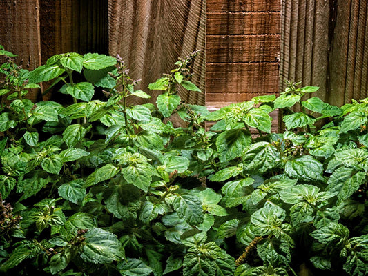 Green Patchouli plant along a fence