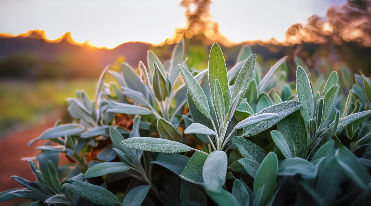 Sage plant under a sunset.