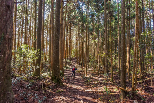 Person with red backpack walks a dirt trail through tall cedar trees in a sunlit forest, surrounded by dense trunks and scattered ground foliage.