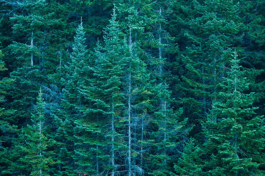 What Does Balsam Fir Smell Like? 3 Reasons It Works Year-Round - Meet Haus