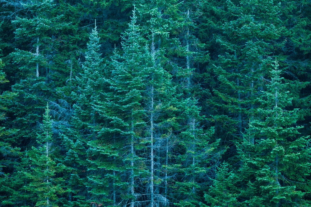 What Does Balsam Fir Smell Like? 3 Reasons It Works Year-Round - Meet Haus