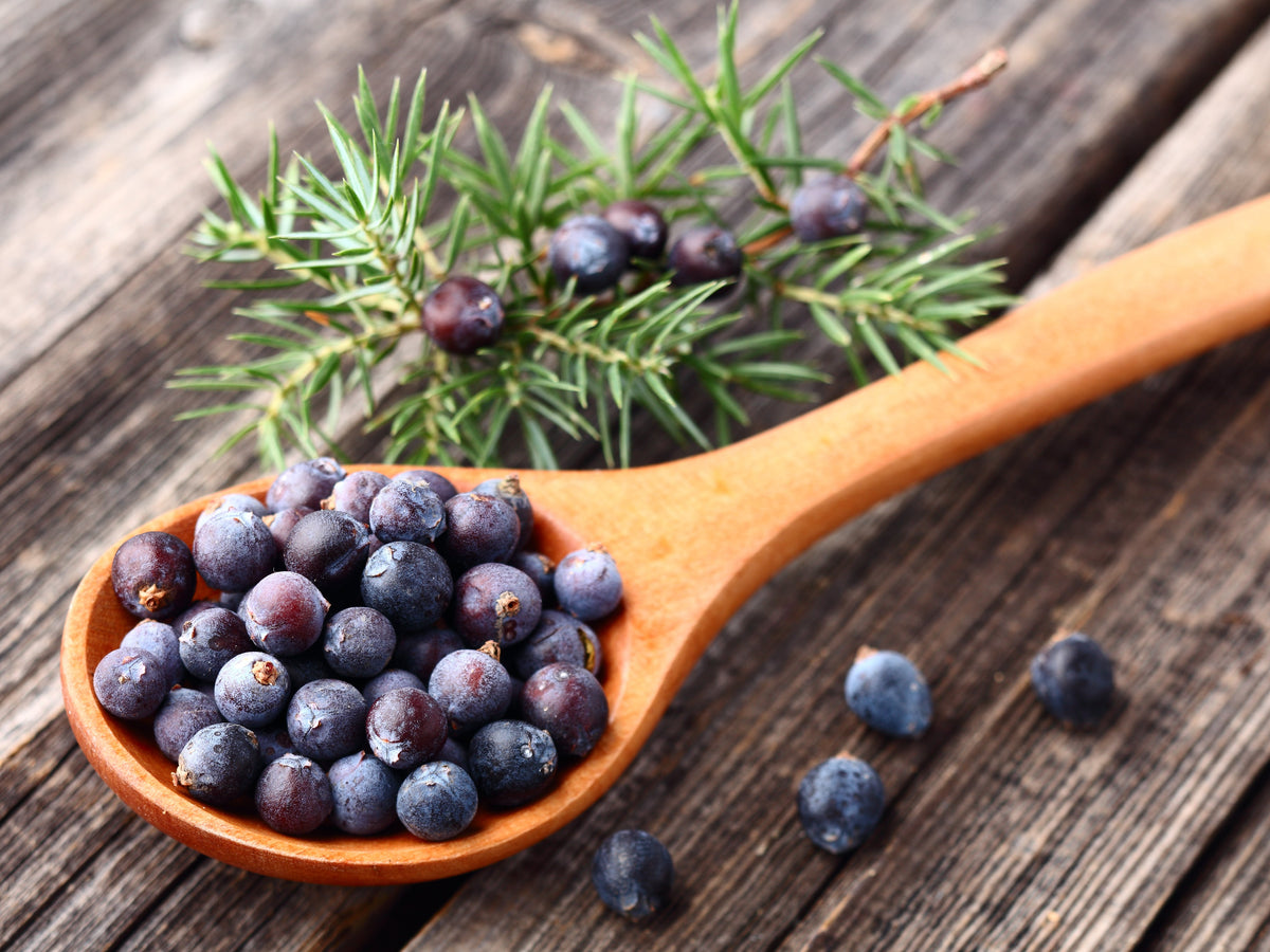 Wooden spoon filled with ripe juniper berries, placed on rustic wooden surface with fresh juniper sprig in the background.