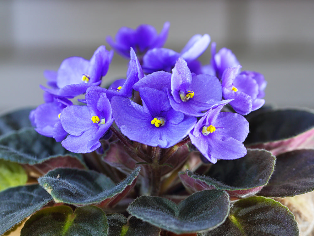 Cluster of vibrant purple African violet flowers with fuzzy dark green leaves, viewed up close in soft natural light.